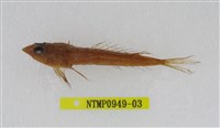 藏品(長崎斜棘(魚銜))的圖片